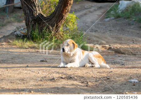 White street dog lying on the ground and looking around 120585436