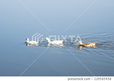 Three white duck swimming in pond. Animals 120585438