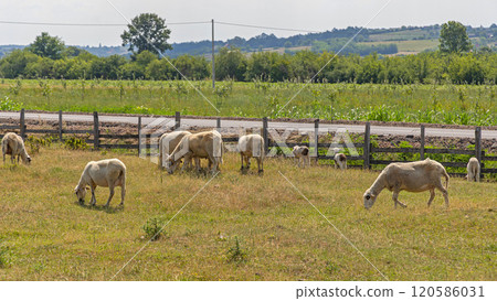 Grazing Sheep Field Summer Grazing Sheep Field Summer 120586031