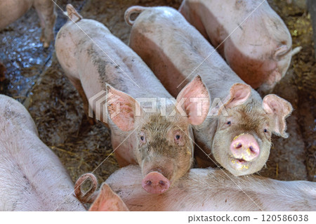 Pigs Sty Top View 120586038