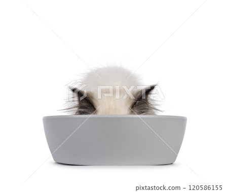 Cat wit food bowl on white background 120586155