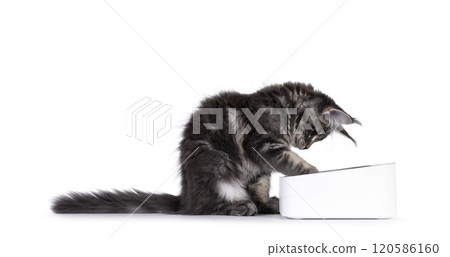 Cat with food bowl on white background 120586160