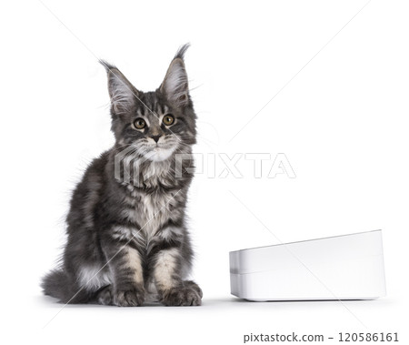 Cat with food bowl on white background 120586161