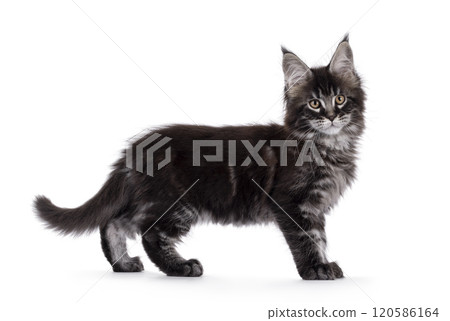 Maine Coon cat kitten on white background Maine Coon cat kitten on white background 120586164