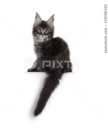 Maine Coon cat kitten on white background 120586165