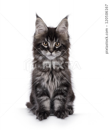 Maine Coon cat kitten on white background 120586167