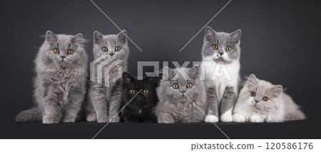 British Long and Shorthair cat kittens on black background British Long and Shorthair cat kittens on black background 120586176