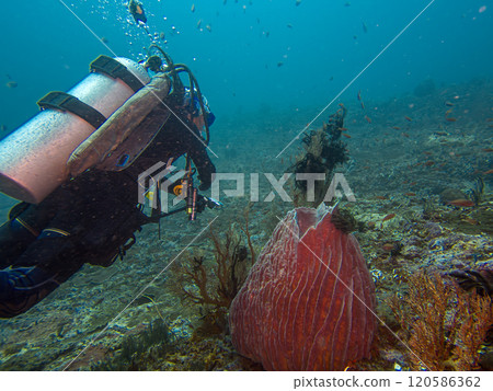 A scuba diver is swimming past a giant barrel sponge underwater. Picture from the Philippines A scuba diver is swimming past a giant barrel sponge underwater. Picture from the Philippines 120586362