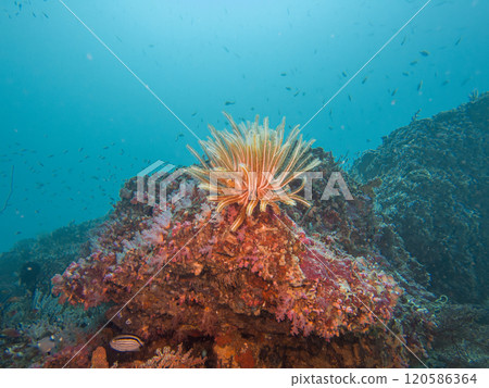 A bushy feather star, Comaster schlegelii, in a coral reef in the Philippines. Blue water background A bushy feather star, Comaster schlegelii, in a coral reef in the Philippines. Blue water background 120586364