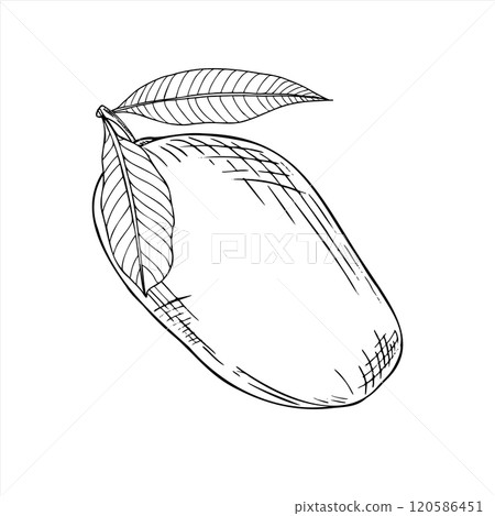 Monochrome juicy mango fruit with leaves vector isolated illustration painted by black inks. Summer tropical vegan food hand drawn sketch engraving illustration. Plant element for poster, label. 120586451