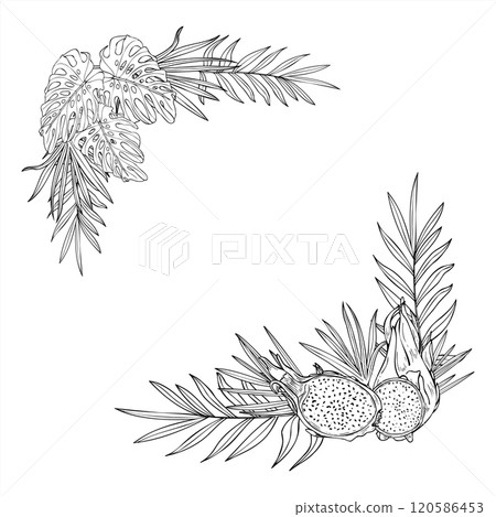 Vector monochrome tropical fruits and leaves vector square border with empty space for text. pitaya slices and monstera , palm leaves line art black ink sketch. Floral illustration for invitation. Vector monochrome tropical fruits and leaves vector square border with empty space for text. pitaya slices and monstera , palm leaves line art black ink sketch. Floral illustration for invitation. 120586453