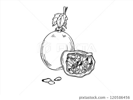 Passion fruit vector isolated illustration painted by black inks. Whole and half exotic tropical maracuja with seeds. Passiflora plant engraving drawing for menu or dessert package decor. 120586456