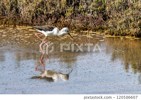 Black-winged stilt, Himantopus himantopus in Ria Formosa Natural Reserve, Algarve Portugal. Black-winged stilt, Himantopus himantopus in Ria Formosa Natural Reserve, Algarve Portugal. 120586607