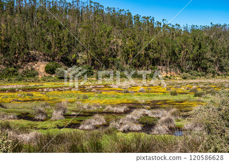 Yellow flowers on the way from Troviscais to the River Mira, Vicentine Coast Natural Park Portugal 120586628