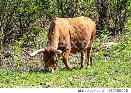 The Cachena cow in Nationalpark Peneda-Geres in North Portugal, a traditional Portuguese mountain cattle 120586638