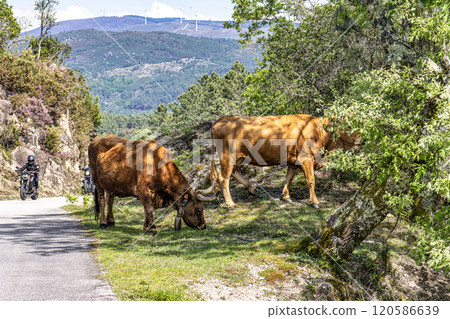 The Cachena cow in Nationalpark Peneda-Geres in North Portugal, a traditional Portuguese mountain cattle The Cachena cow in Nationalpark Peneda-Geres in North Portugal, a traditional Portuguese mountain cattle 120586639
