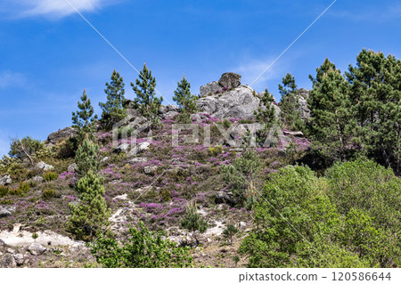 Landscape view of the Peneda Geres National Park in Portugal. Area betweeen Cabril und Ruivaes Landscape view of the Peneda Geres National Park in Portugal. Area betweeen Cabril und Ruivaes 120586644
