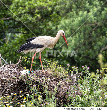 White Storks, Ciconia ciconia in the valley of the storks at Rasmalho, Portimao, Algarve, Portugal White Storks, Ciconia ciconia in the valley of the storks at Rasmalho, Portimao, Algarve, Portugal 120586649