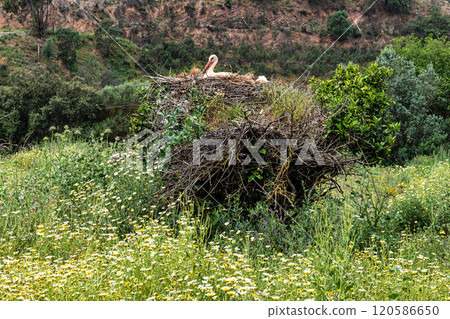 White Storks, Ciconia ciconia in the valley of the storks at Rasmalho, Portimao, Algarve, Portugal White Storks, Ciconia ciconia in the valley of the storks at Rasmalho, Portimao, Algarve, Portugal 120586650