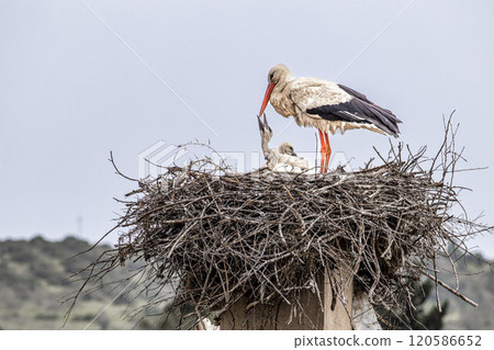White Storks, Ciconia ciconia at Odiaxere in the Algarve region, District Faro, Portugal. 120586652