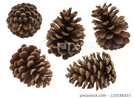Collection of detailed, natural brown pinecones isolated on white background. Perfect for nature-themed designs, holiday decorations. Christmas decor, pine cone cut out. Set, group. Collection of detailed, natural brown pinecones isolated on white background. Perfect for nature-themed designs, holiday decorations. Christmas decor, pine cone cut out. Set, group. 120586855