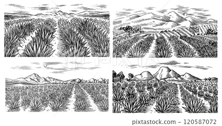 Agave field. Vintage retro landscape. Harvesting for tequila making. Vector illustration for menu or 120587072