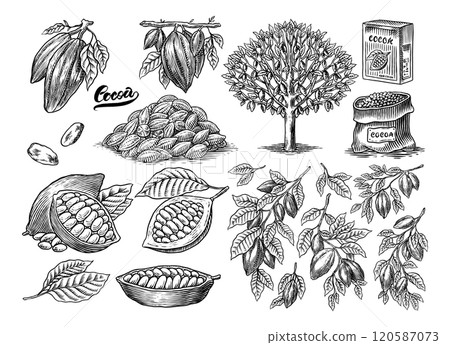 Cocoa Beans and Chocolate for t-shirts, typography, shop or signboards. Hand Drawn engraved sketch 120587073