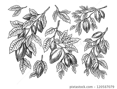 Cocoa Beans and Chocolate for t-shirts, typography, shop or signboards. Hand Drawn engraved sketch 120587079