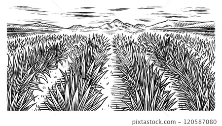 Agave field. Vintage retro landscape. Harvesting for tequila making. Vector illustration for menu or Agave field. Vintage retro landscape. Harvesting for tequila making. Vector illustration for menu or 120587080
