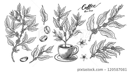 Coffee in vintage style. Grain, cocoa leaves, cinnamon sticks, a cup and a teapot, a coffee maker 120587081