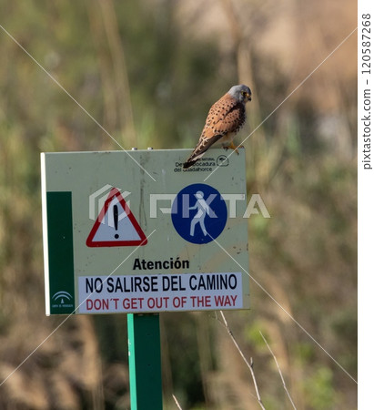 Kestrel (Falco tinnunculus) at nature reserve Guadalhorce, near Malaga in Andalusia, Spain. 120587268