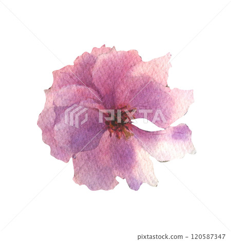 Blossom Sakura flower. Watercolor spring flower hand drawn illustration. Painted botanical floral elements. Isolated on white background. For wedding invitations, greeting cards. 120587347