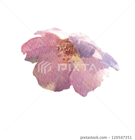 Blossom Sakura flower. Watercolor spring flower hand drawn illustration. Painted botanical floral elements. Isolated on white background. For wedding invitations, greeting cards. Blossom Sakura flower. Watercolor spring flower hand drawn illustration. Painted botanical floral elements. Isolated on white background. For wedding invitations, greeting cards. 120587351