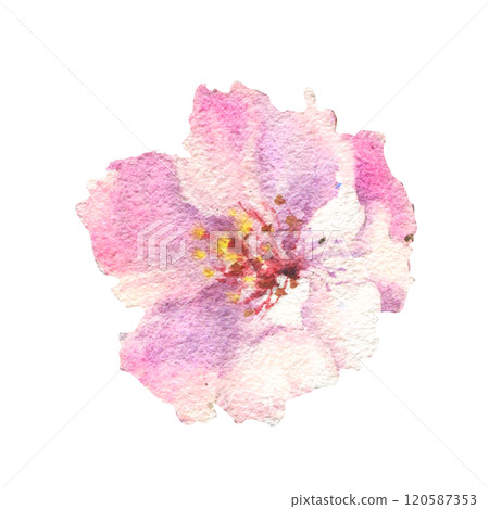 Blossom Sakura flower. Watercolor spring flower hand drawn illustration. Painted botanical floral elements. Isolated on white background. For wedding invitations, greeting cards. Blossom Sakura flower. Watercolor spring flower hand drawn illustration. Painted botanical floral elements. Isolated on white background. For wedding invitations, greeting cards. 120587353