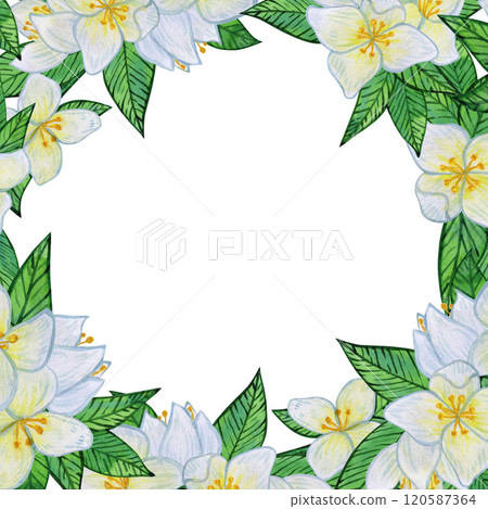 Jasmine flowers with white blooms and vibrant green leaves. Frame of buds, foliage, and greenery. Spring and summer botanical watercolor border, isolated on a white Jasmine flowers with white blooms and vibrant green leaves. Frame of buds, foliage, and greenery. Spring and summer botanical watercolor border, isolated on a white 120587364