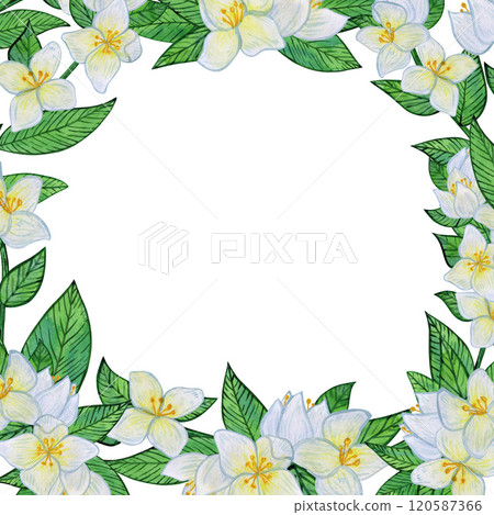 Jasmine flowers with white blooms and vibrant green leaves. Frame of buds, foliage, and greenery. Spring and summer botanical watercolor border, isolated on a white 120587366