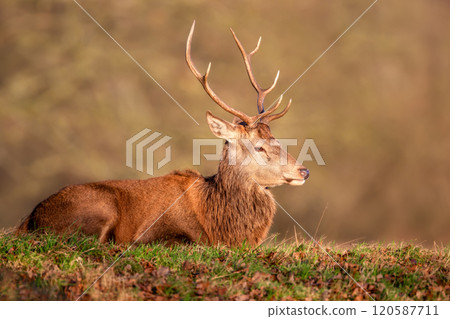 Portrait of a young red deer stag lying on grass Portrait of a young red deer stag lying on grass 120587711