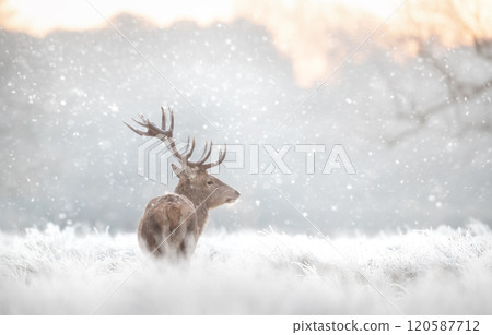Red deer stag in the falling snow in winter Red deer stag in the falling snow in winter 120587712