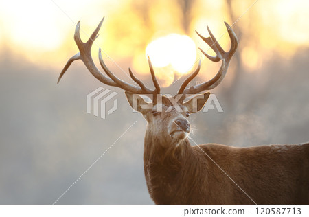 Portrait of a red deer stag at sunrise in winter 120587713