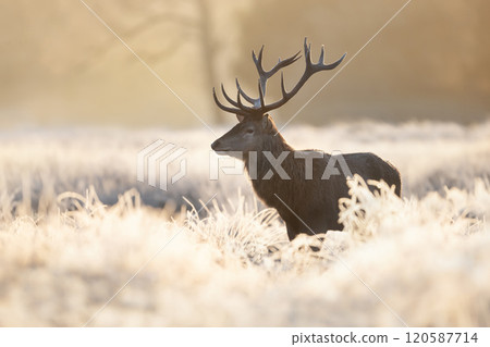 Red deer stag standing in frosty meadow in winter Red deer stag standing in frosty meadow in winter 120587714