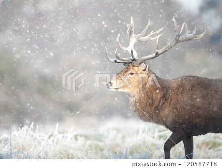 Portrait of a red deer stag in the falling snow in winter Portrait of a red deer stag in the falling snow in winter 120587718