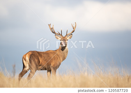 Young red deer stag standing in grass and showing his tongue Young red deer stag standing in grass and showing his tongue 120587720