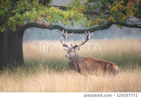 Red deer stag standing in grass during the rut in autumn 120587731