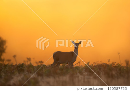 Red deer hind standing in ferns on a misty autumn morning Red deer hind standing in ferns on a misty autumn morning 120587733
