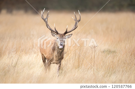 Red deer stag walking in grass during the rut in autumn Red deer stag walking in grass during the rut in autumn 120587766