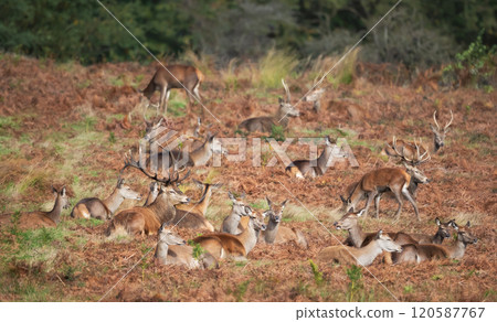 Group of red deer lying in a meadow in autumn Group of red deer lying in a meadow in autumn 120587767