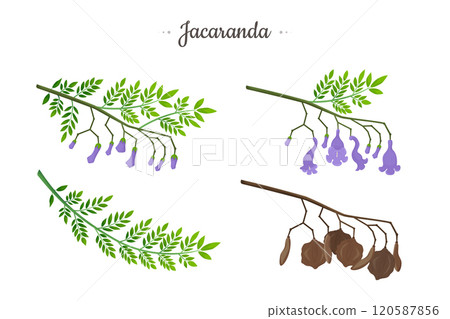 Jacaranda Mimosifolia tree. Flowers, buds, seeds and branch with leaves set. Jacaranda Mimosifolia tree. Flowers, buds, seeds and branch with leaves set. 120587856