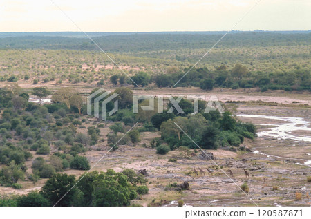 Giraffes Running on the Plains of South Africa 120587871