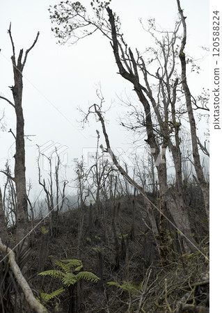 Mystical atmosphere in a destroyed forest on a volcano after an ash eruption. The dead jungle with bare tree trunks and palm trees on the mountain is covered with clouds or fog. Mystical atmosphere in a destroyed forest on a volcano after an ash eruption. The dead jungle with bare tree trunks and palm trees on the mountain is covered with clouds or fog. 120588224