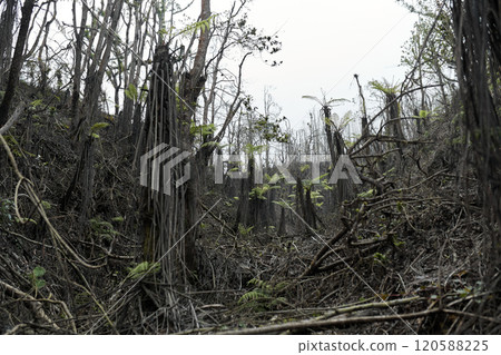 Mystical atmosphere in a destroyed forest on a volcano after an ash eruption. The dead jungle with bare tree trunks and palm trees on the mountain is covered with clouds or fog. 120588225